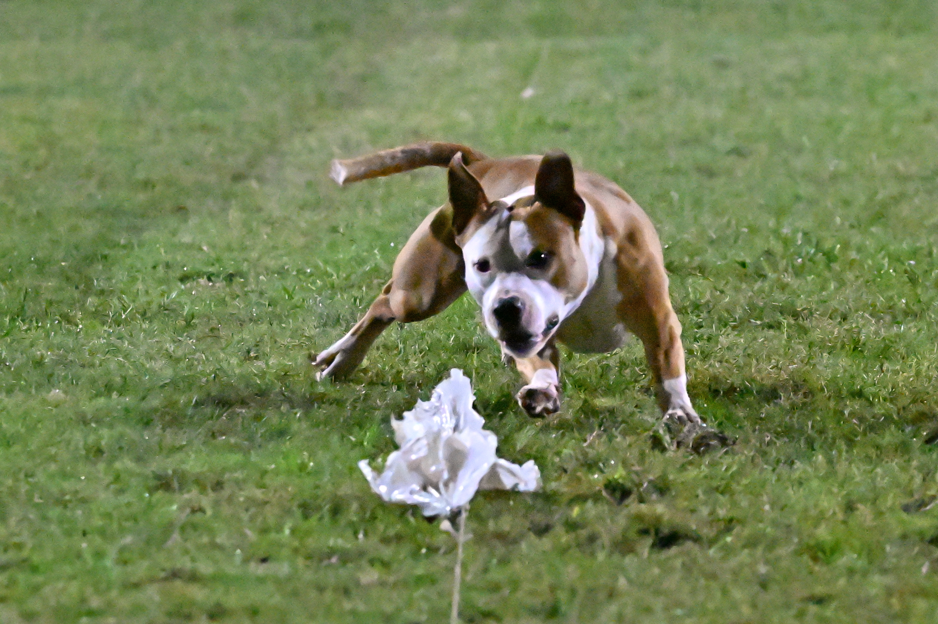 SprintDog_July_2024.jpg
